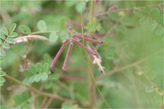 Indigofera colutea